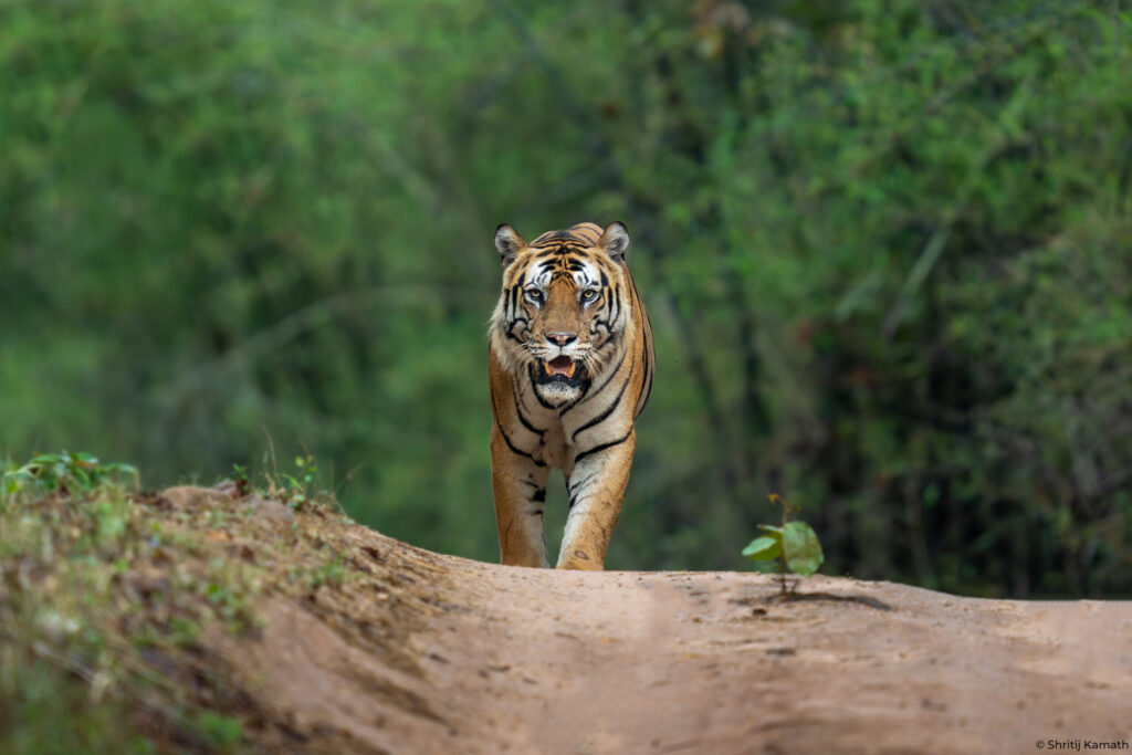 Bajrang, head-on, Bandhavgarh