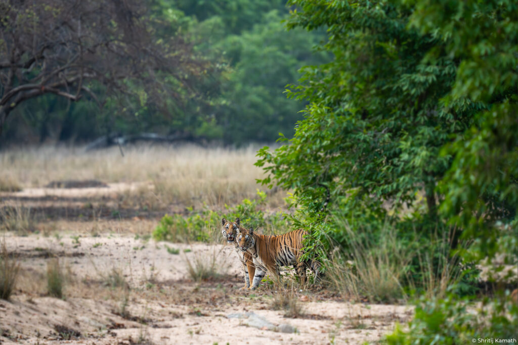 Chorbehra with cubs from two litters, Bandhavgarh