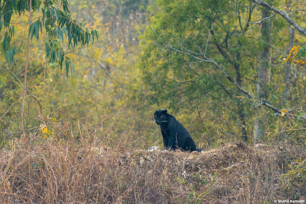 Black Panther, Bhadra 2026