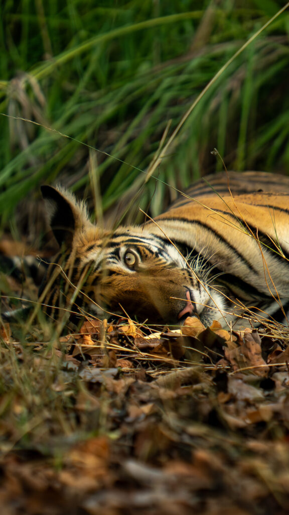 Chakradhara (female), Bandhavgarh