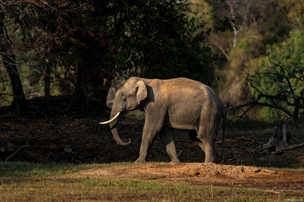 Elephant, Bhadra