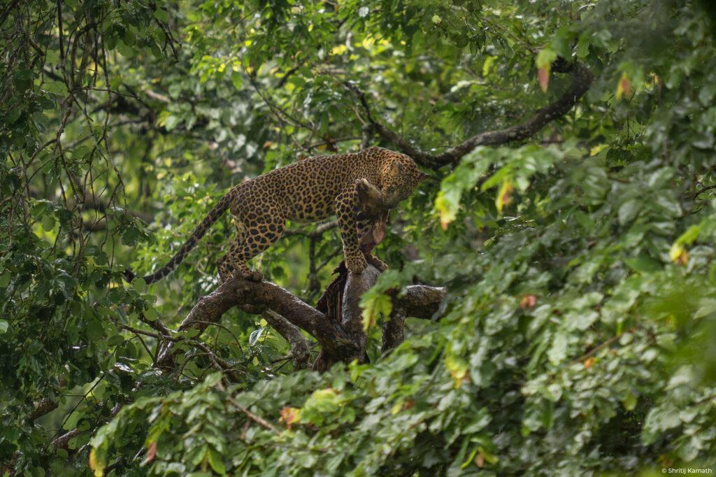 Leopard with kill, Kabini 2026