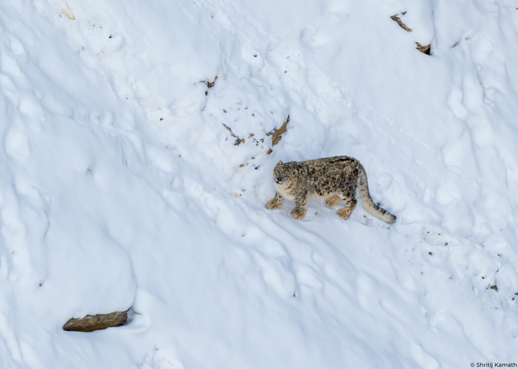 Snow Leopard, Kibber, Spiti