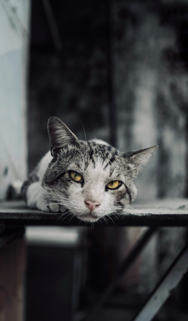 Street photography, Kochi