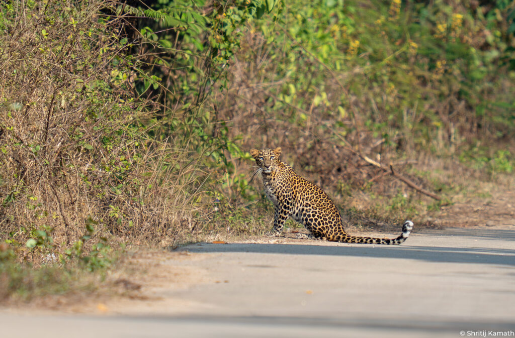 Leopard, tracked on foot, Bhadra 2026