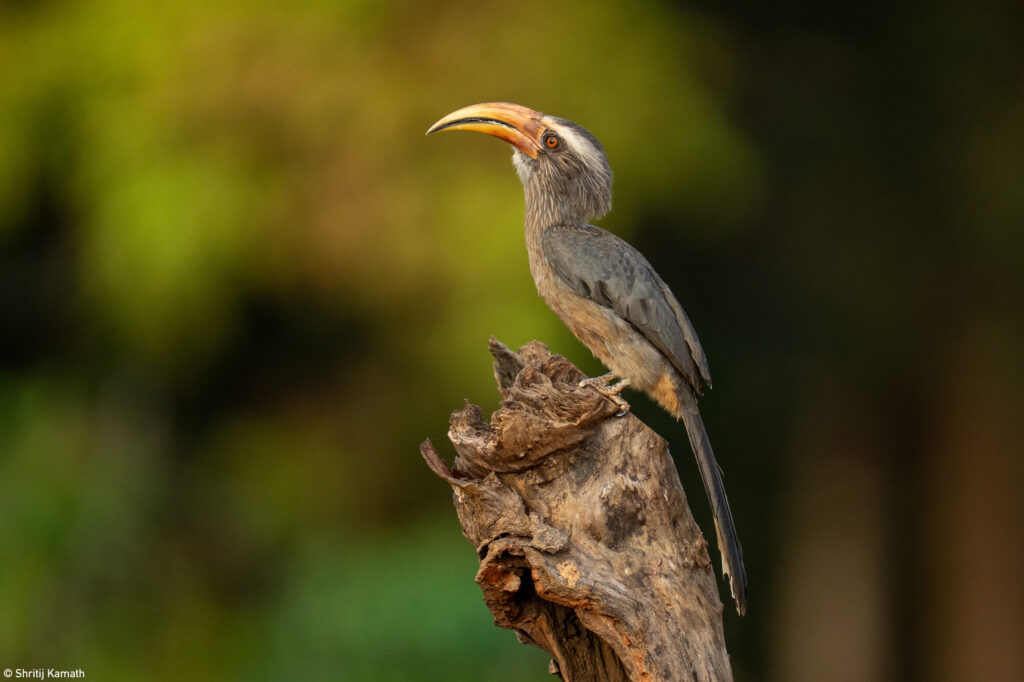 Malabar Grey Hornbill