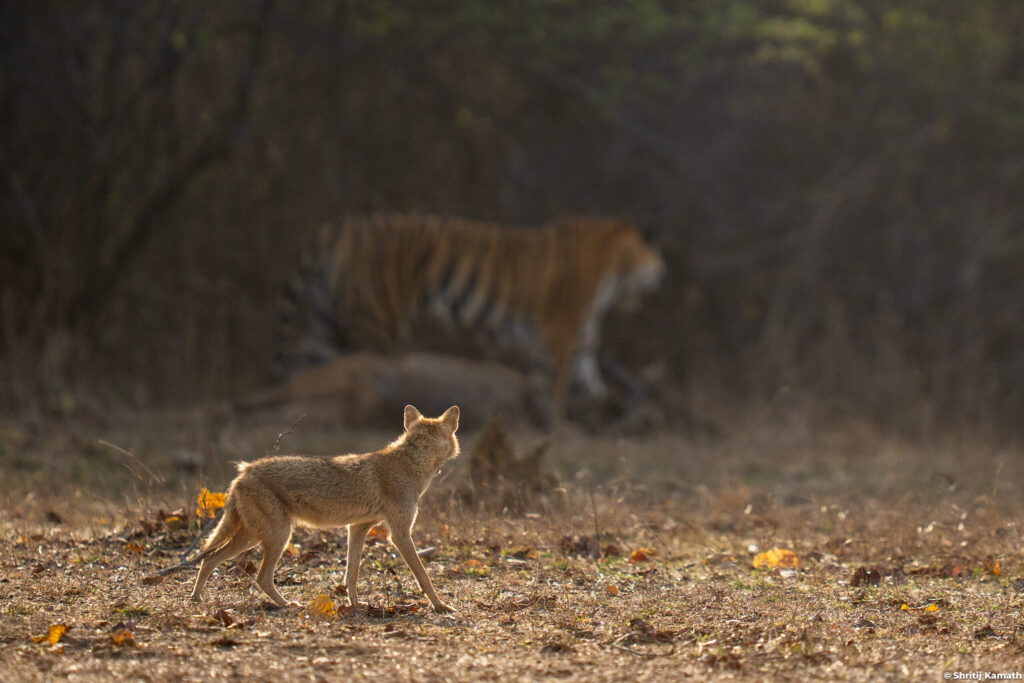 P142 (female) with kill, Panna