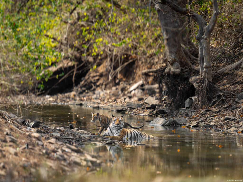 P142 (female) with cub in water, Panna
