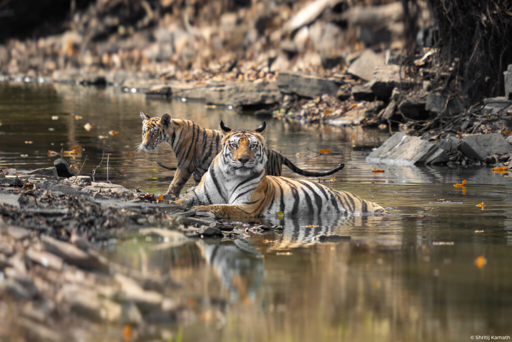 P142 (female) with cub in water, Panna