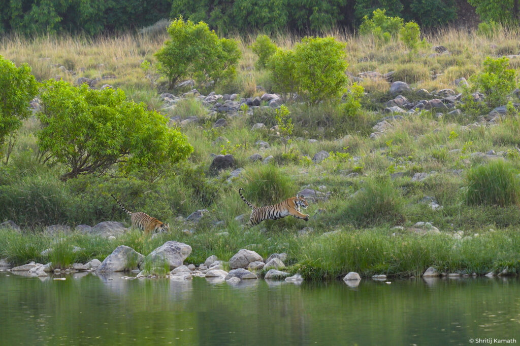 P151's cubs leaping, Panna