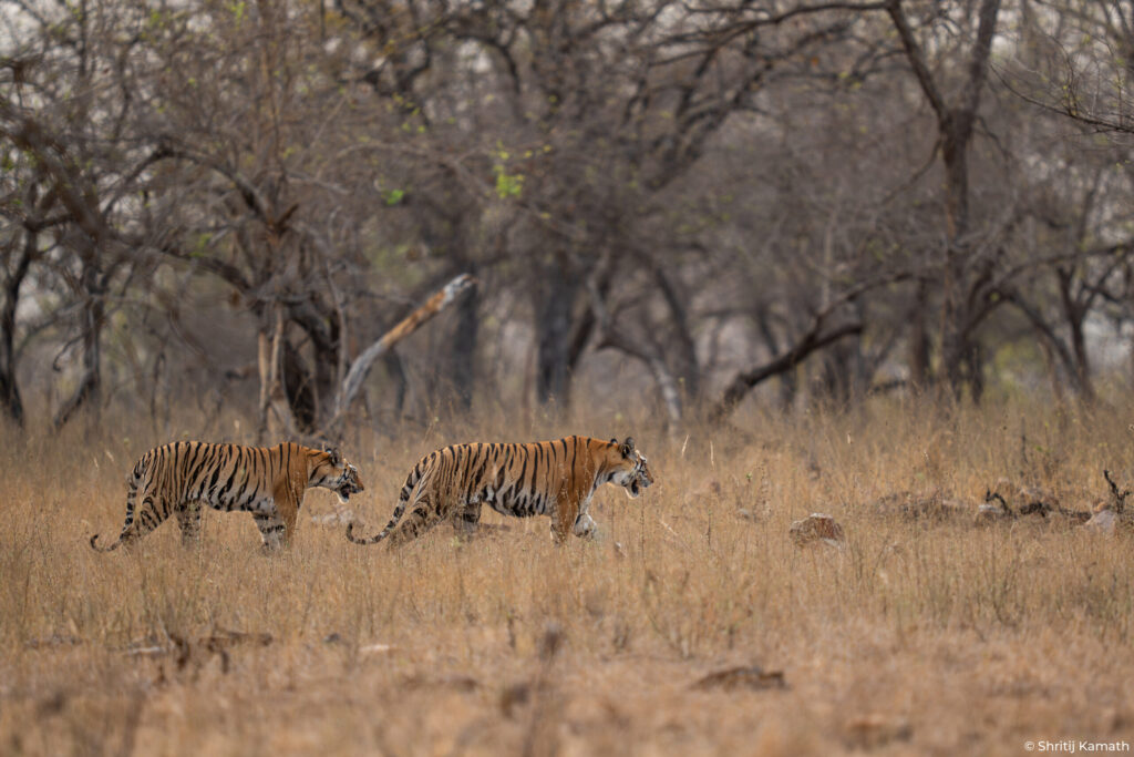 P151 (female) with cub, Panna