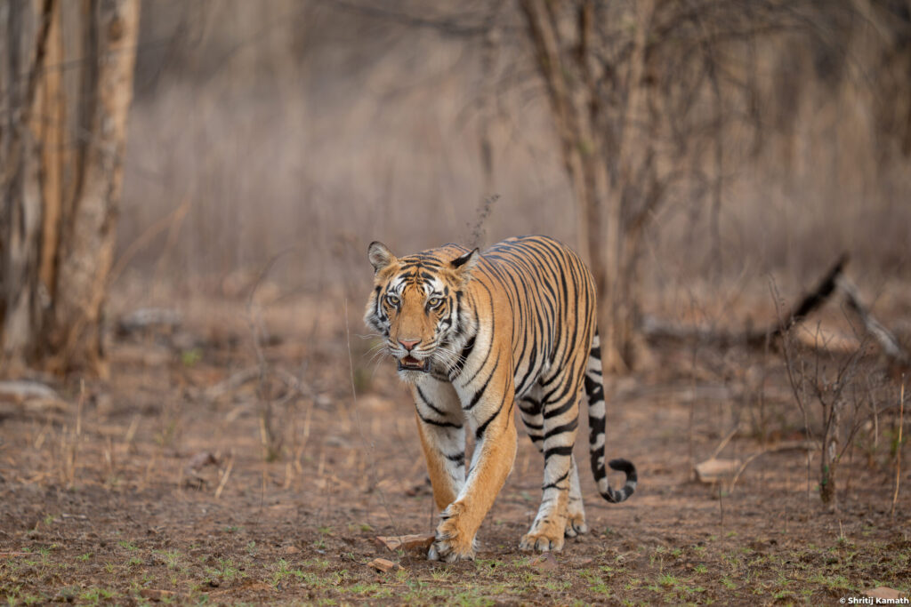 P142's sub-adult cub, Panna