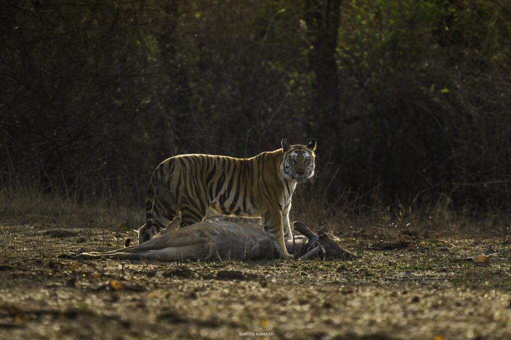 P142 (female) with kill, Panna