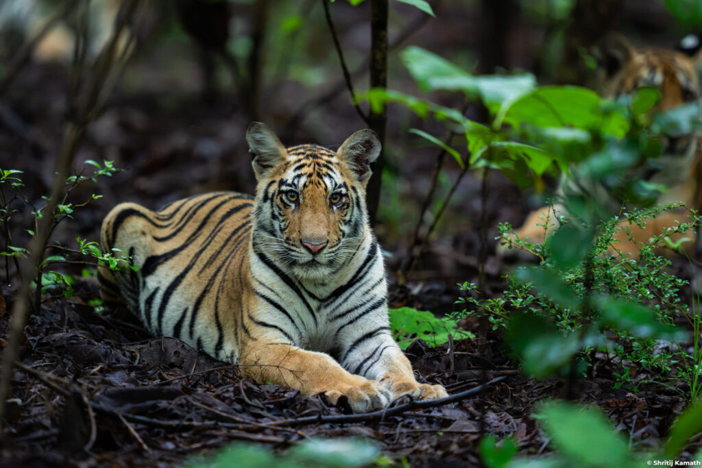 Jugni's female cub, Pench