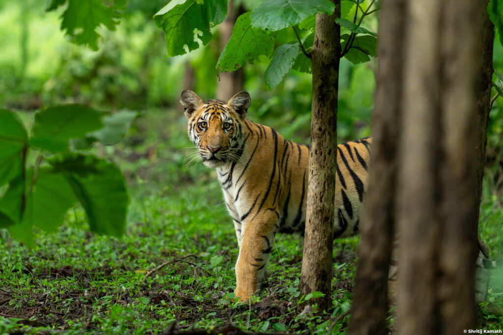 Jugni's female cub, Pench