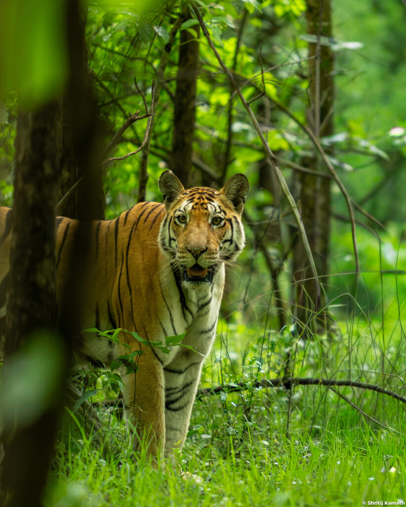 Jugni (female), Pench