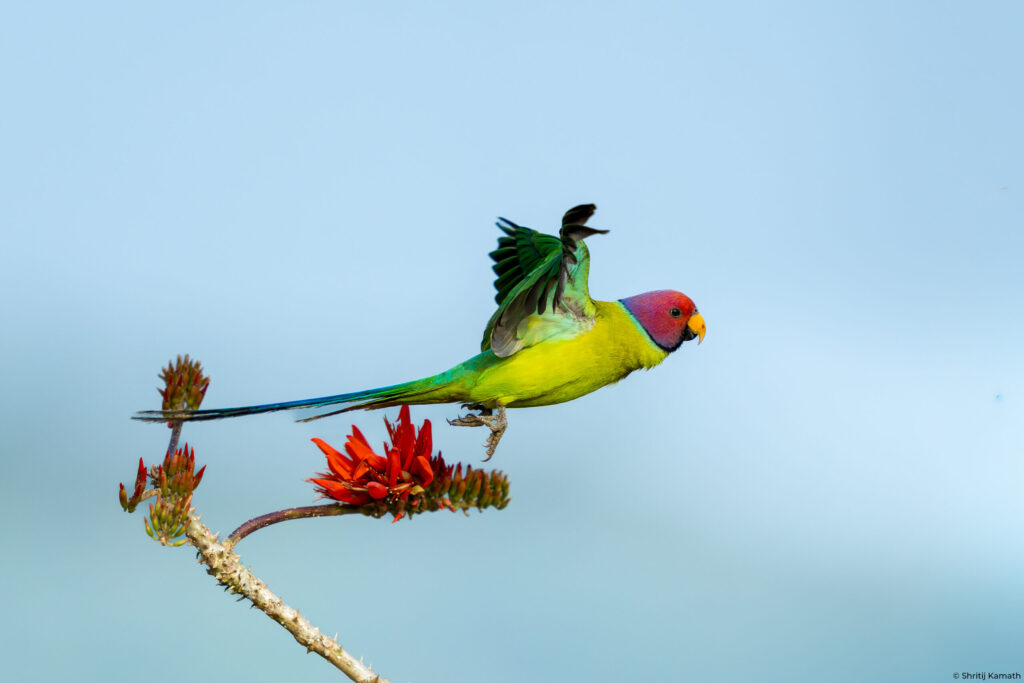 Plum-headed Parakeet