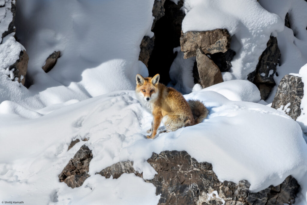 Red Fox, Spiti