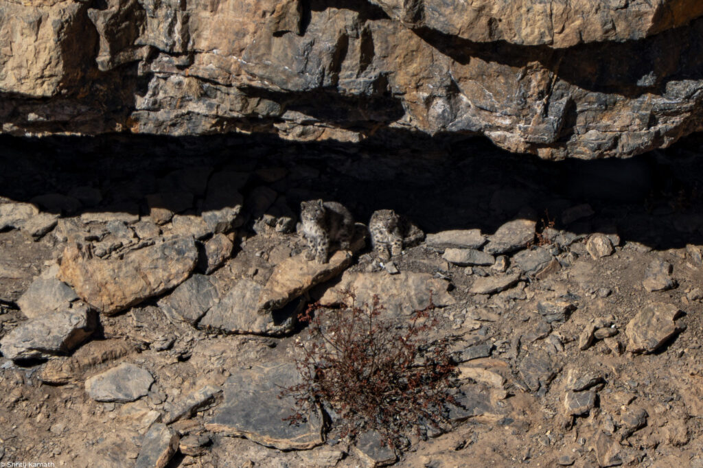 Snow Leopard cubs, Kibber