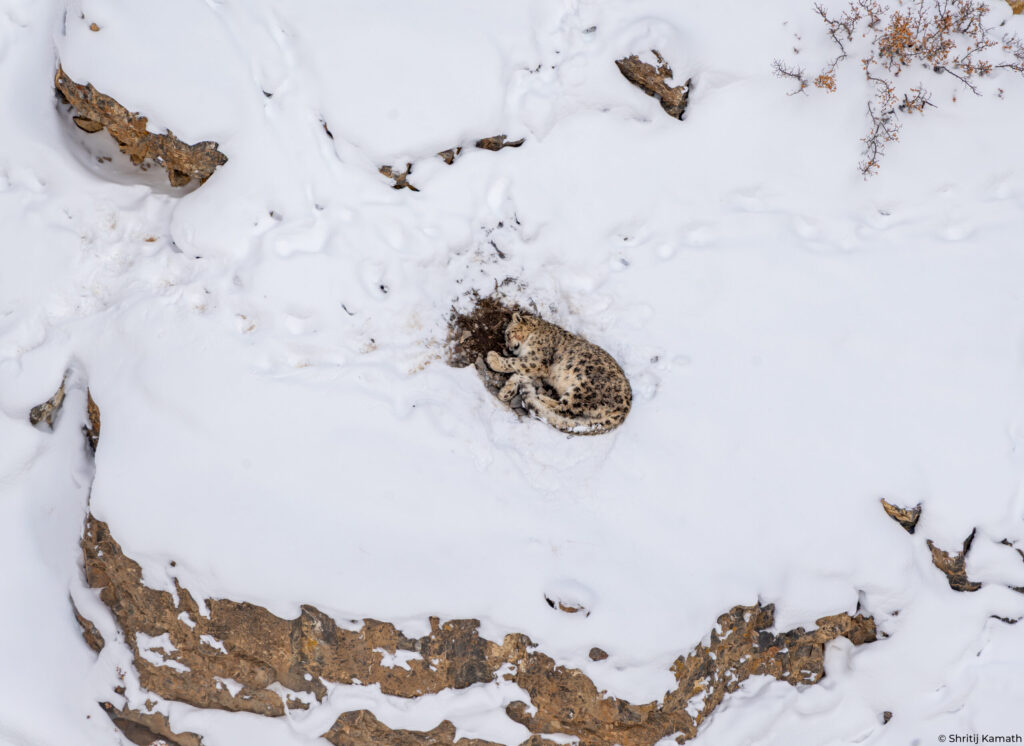 Snow Leopard, resting