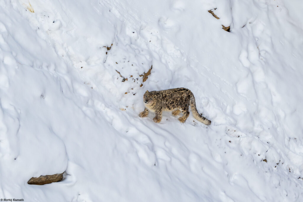 Snow Leopard, Spiti