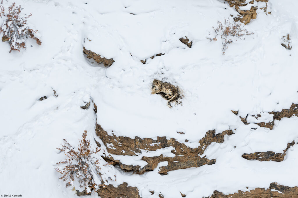 Snow Leopard in its habitat, Spiti